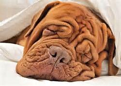 wrinkledog